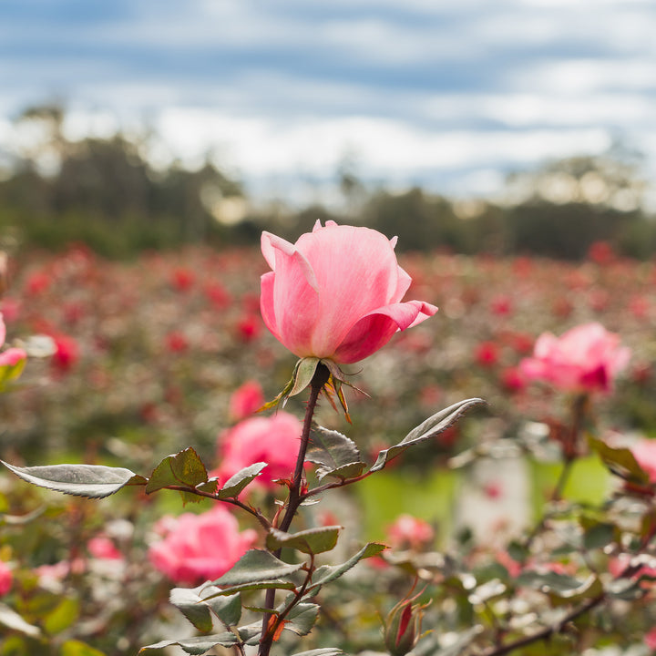 KORose_DoublePink_1_720x.jpg?v