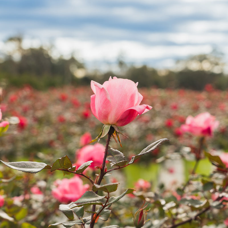 Knockout Roses Transparent Background Shop Pink Knock Out® Rose for Sale | Perfect Plants