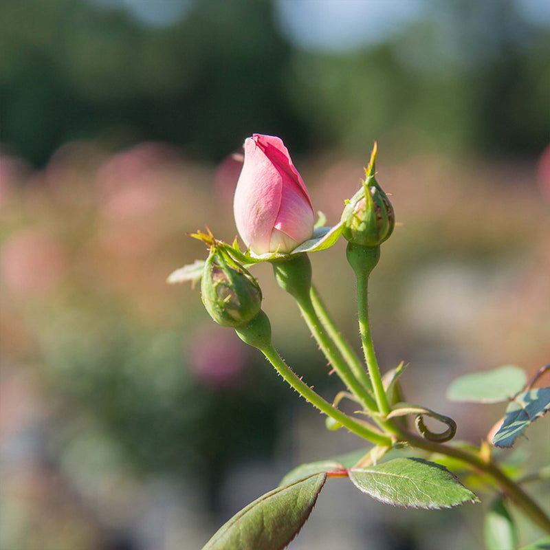 Pink Double Knock Out® Rose Bush