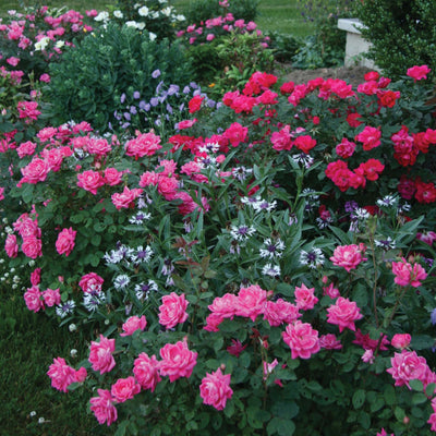 Pink Double Knock Out® Rose Bush