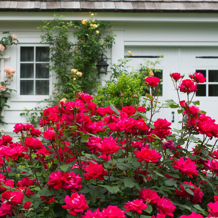 Double Knockout Roses Colors