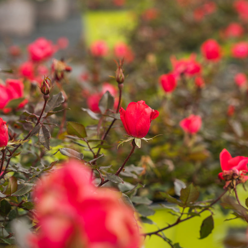 Double Red Knock Out® Rose Bush