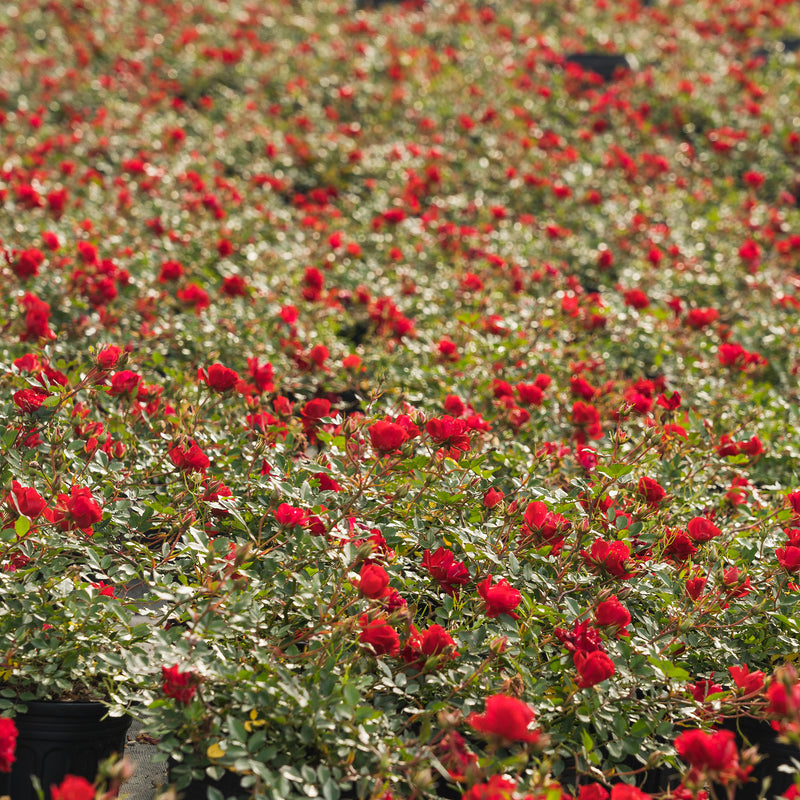 Double Red Knock Out® Rose Bush