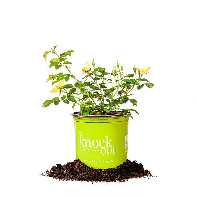 Easy Bee-zy Knock Out® Rose Bush