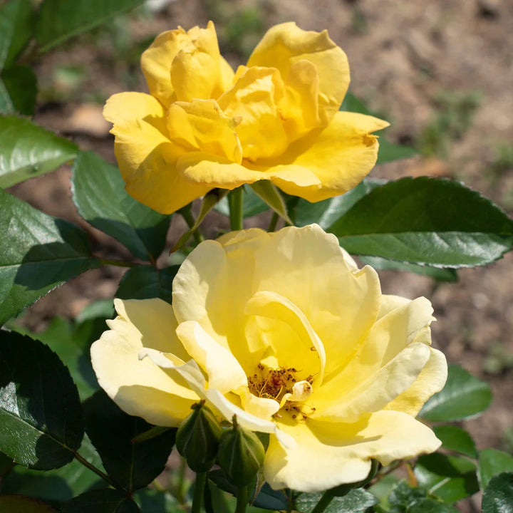 Buy Easy Bee-zy™ Knock Out® Rose Bush for Sale | Perfect Plants