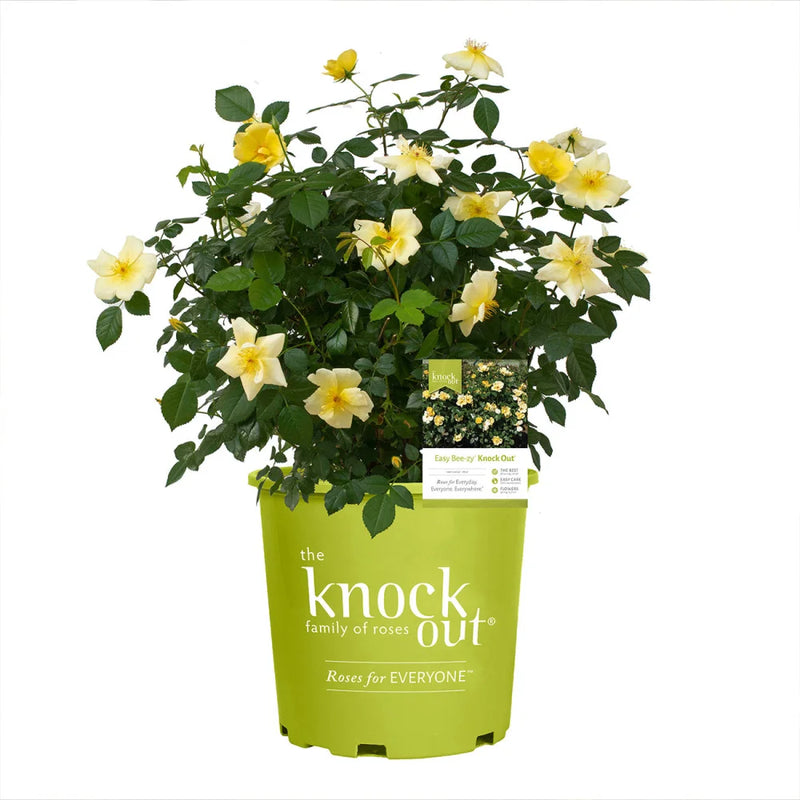 Easy Bee-Zy™ Knock Out ? Rose Bush 1 Gallon / Single All Roses >