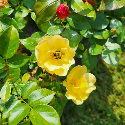 Easy Bee-Zy™ Knock Out ? Rose Bush All Roses >