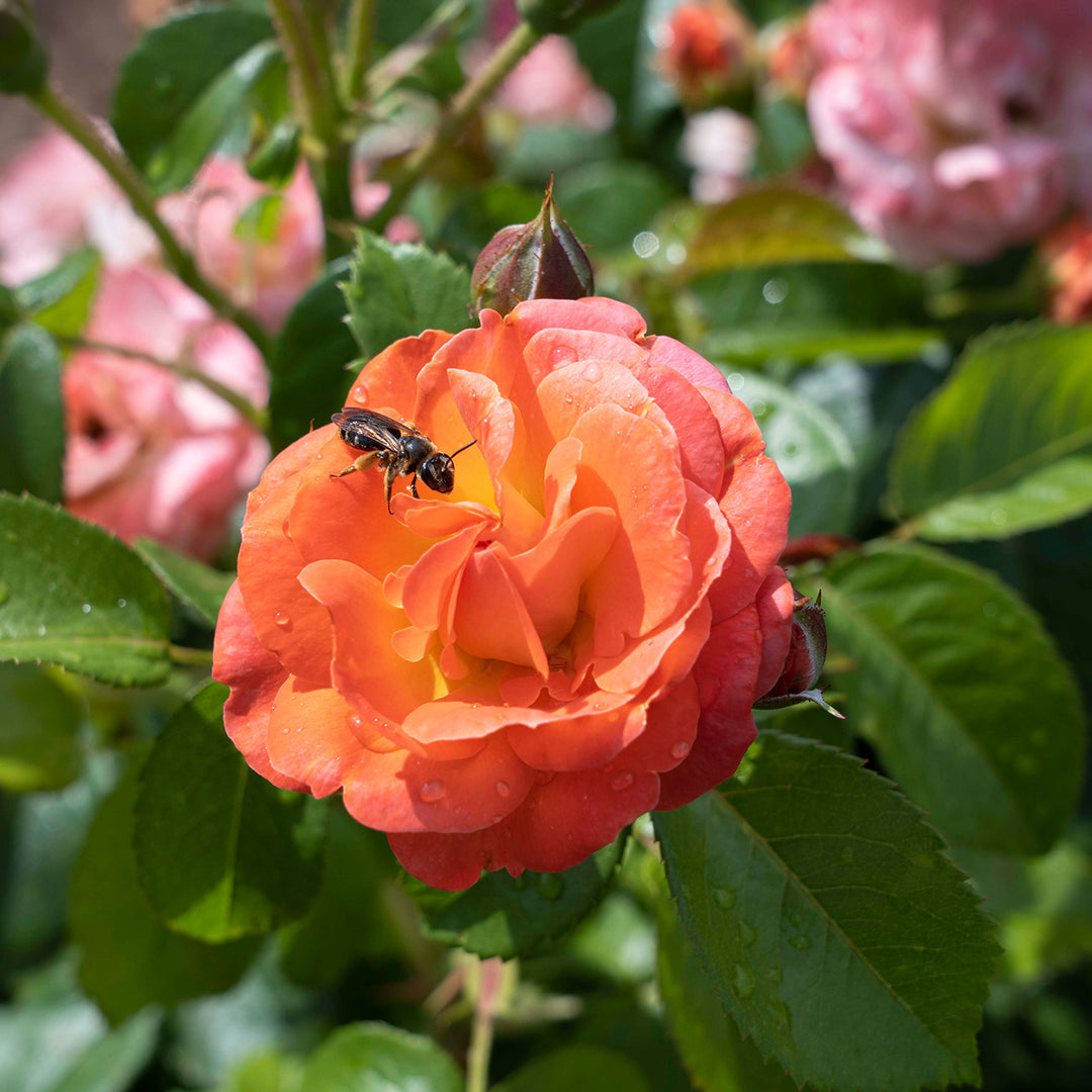 Orange Glow Knock Out Rose Bush - 1 Gallon / 10-Pack | Perfect Plants Orange Glow Knock Out Rose Bush - 1 Gallon / 10-Pack | Perfect Plants