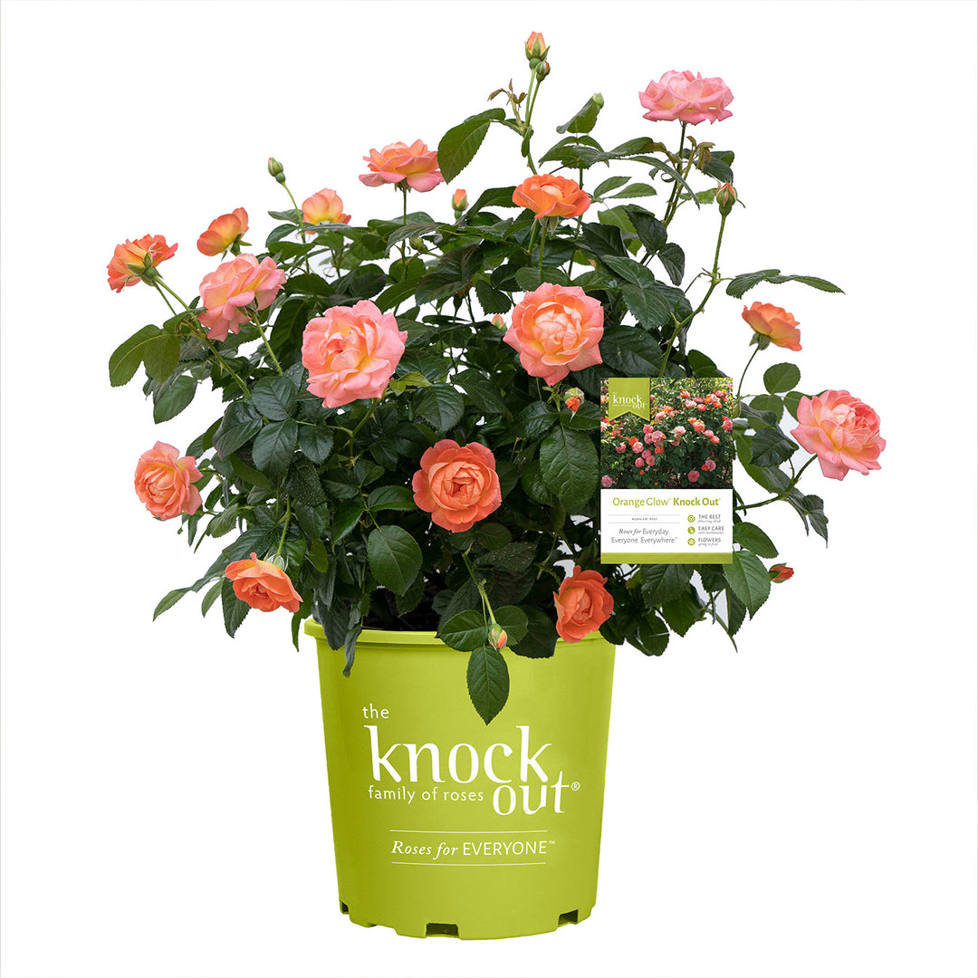 can you plant knockout roses in a pot Shop Orange Glow Knock Out Rose for Sale