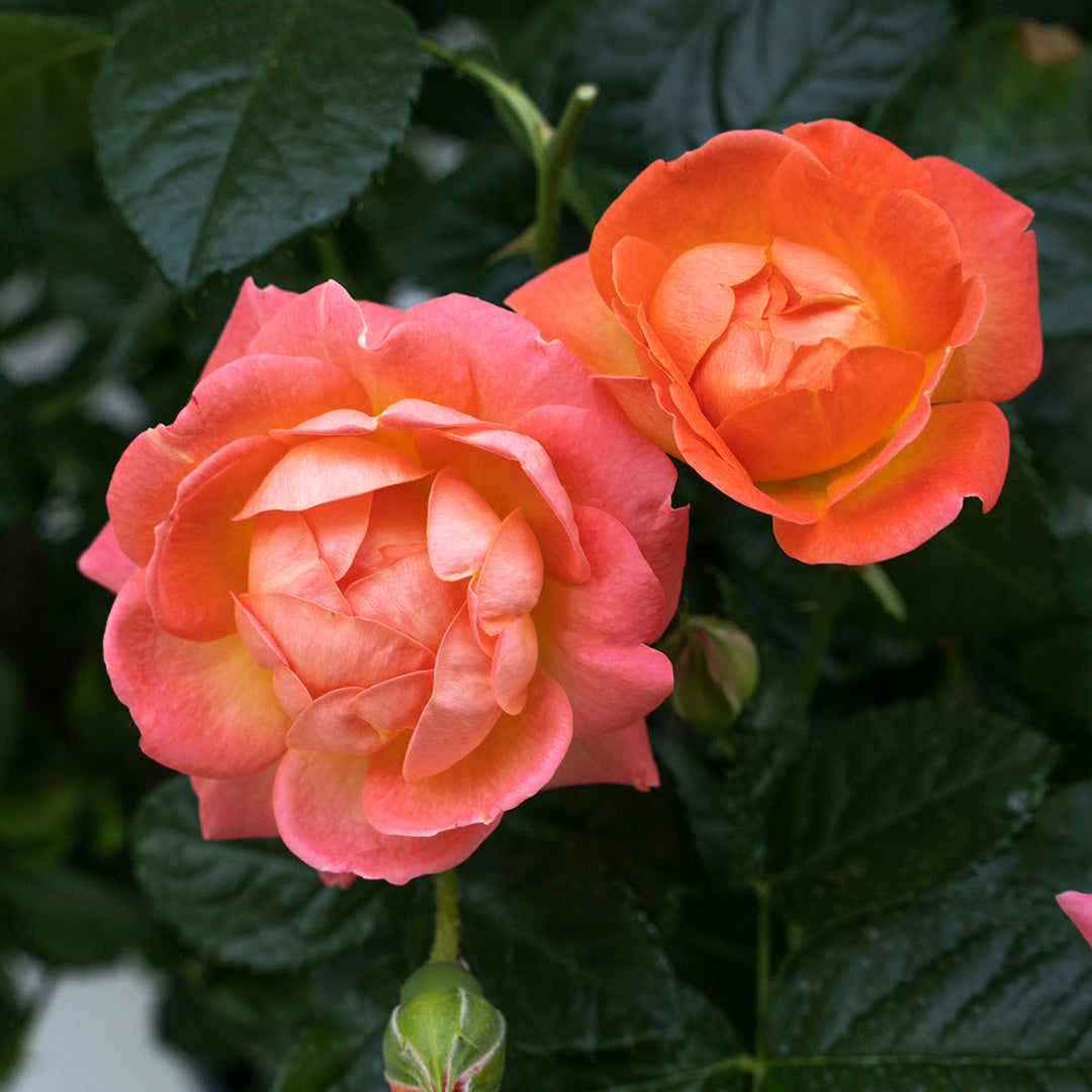 orange rose toy 150 Sexy No Bra Boobs Royalty-Free Images, Stock Photos & Pictures