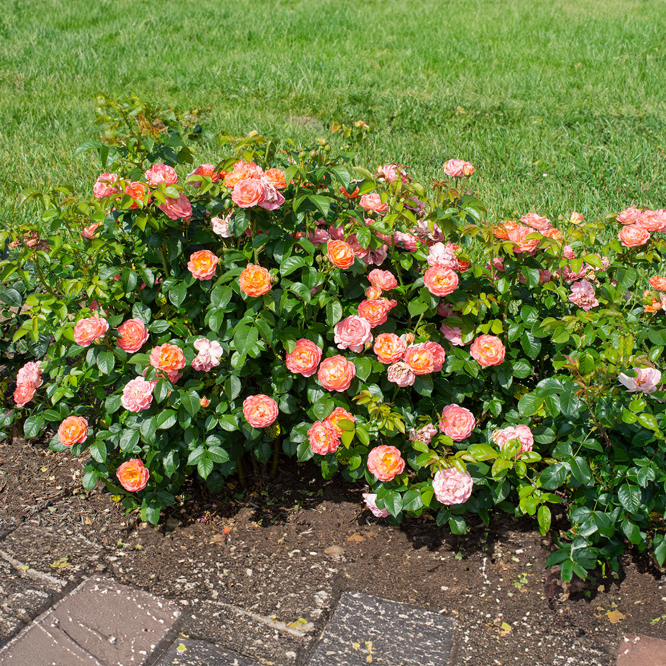 Shop Orange Glow Knock Out Rose for Sale | Perfect Plants