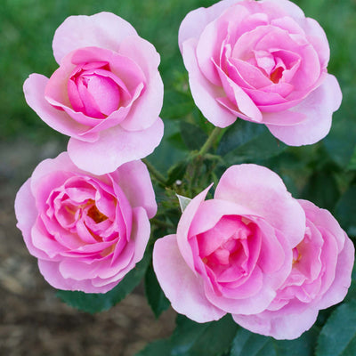 Four pink roses of the Peachy Knock Out Rose with green leaves on a blurred natural background