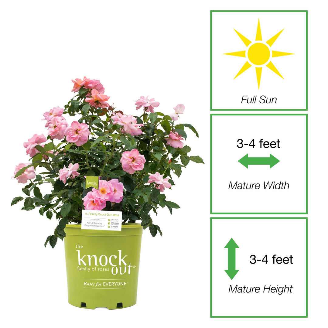 can knock out roses be planted in pots Peachy KnockOut® Rose | Blooms Spring through Fall