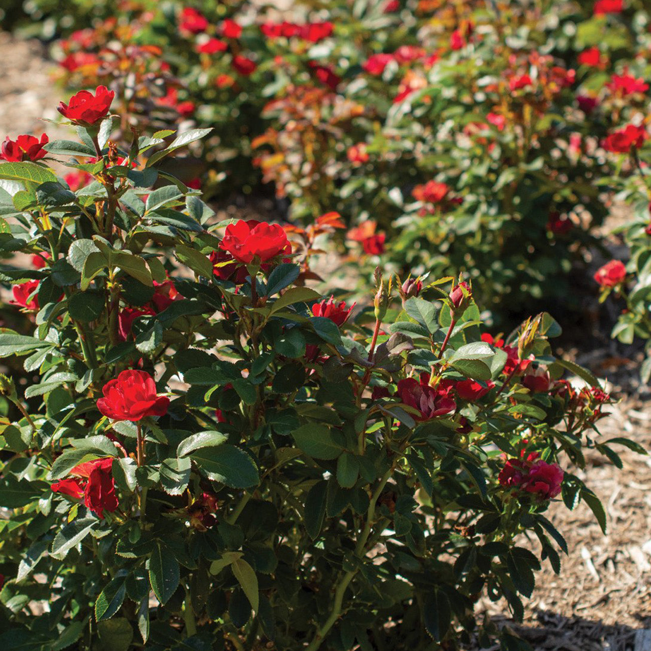 Std Roses Rose Knockout Petite 5gal STD Deals You Can't Afford to Miss - The ...