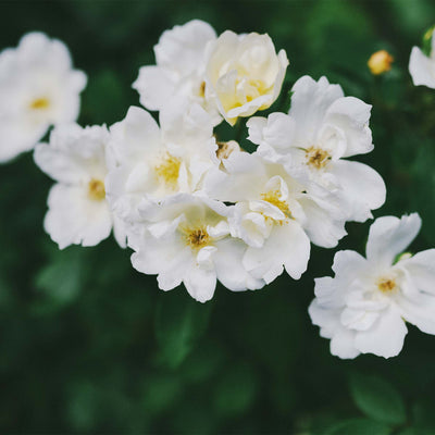 Cluster of white knock out roses with yellow centers against a background of green foliage.