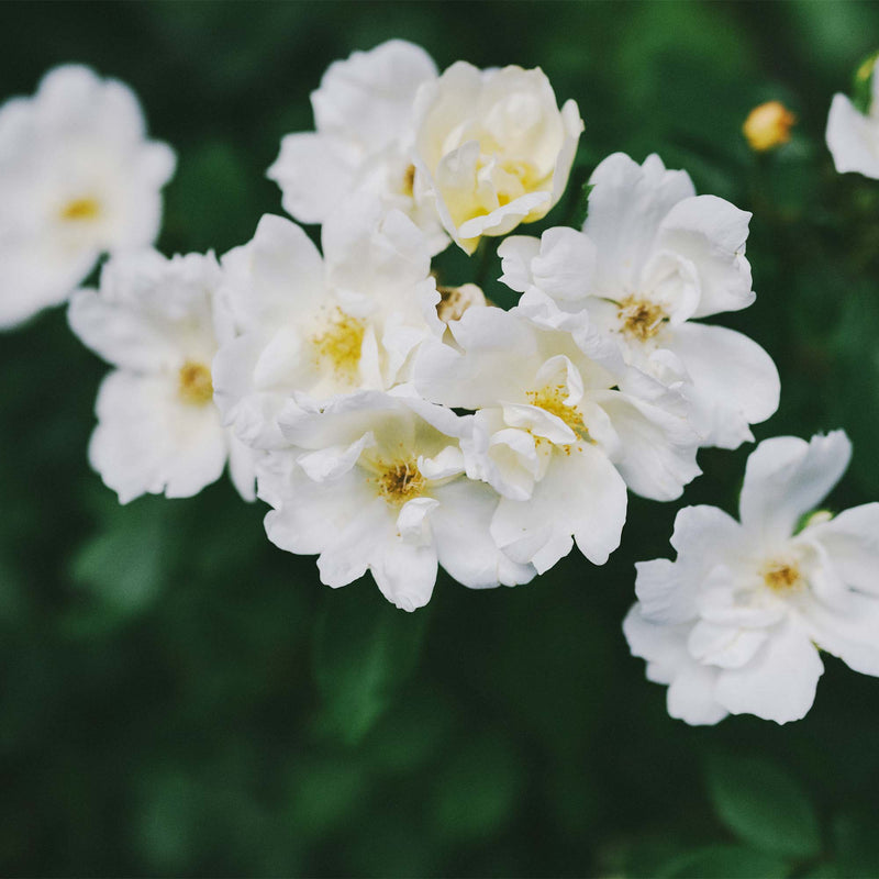 Cluster of white knock out roses with yellow centers against a background of green foliage.