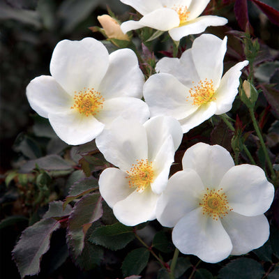 Close-up of white flowers from the White Knock Out Rose Shrub with yellow centers on a dark foliage background