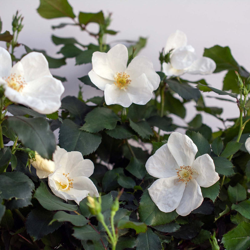 White Knock Out Rose flowers with green leaves on a blurred background