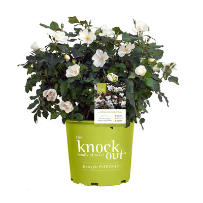 Potted White Knock Out Rose Bush with white flowers in a green pot labeled 'The Knockout family of roses' on a white background