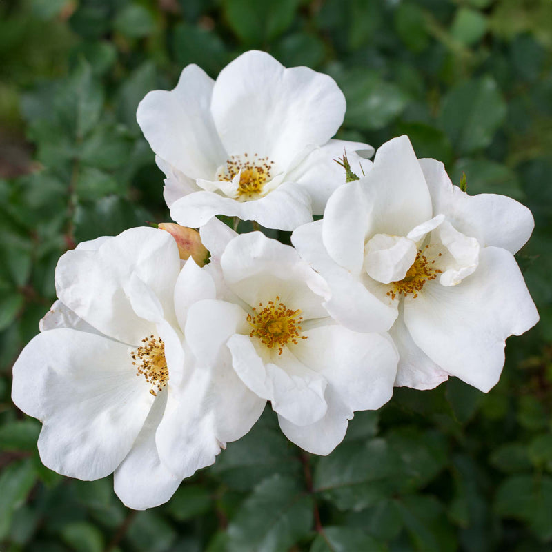 Close-up of white knock out rose flowers with green leaves in the background
