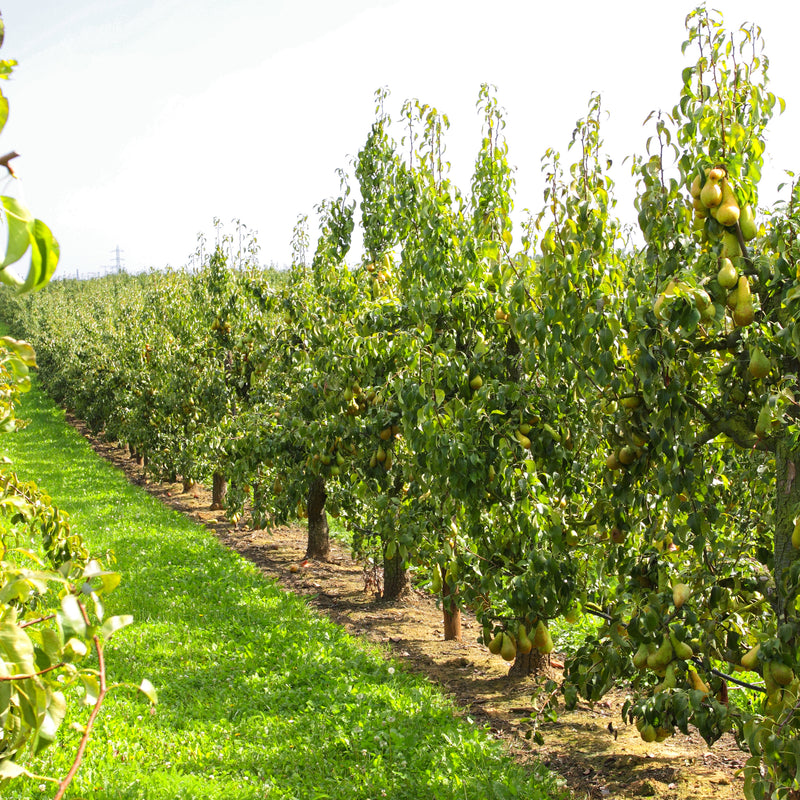Kieffer Pear Trees for Sale | Self Pollinating Fruit | Perfect Plants
