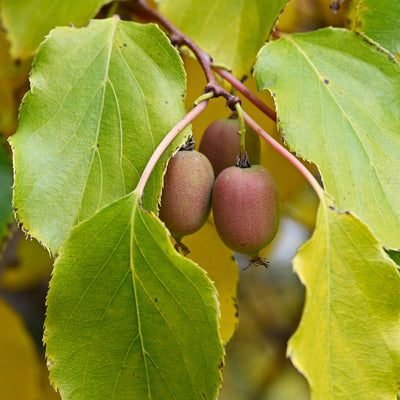 Cold Hardy Prolific Kiwi fruits hanging from a vine branch with green leaves