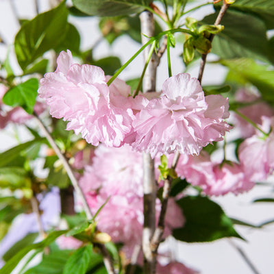 Light pink blooms of the Kwanzan Cherry tree