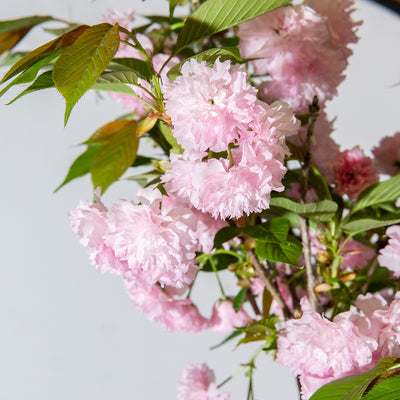 Kwanzan Cherry tree in full bloom with light pink flowers