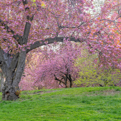 Flower garden landscape featuring 4 blooming Kwanzan Cherry trees with pink flowers