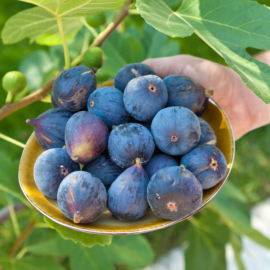 thumbnail image 2 of Dwarf Fig Tree Seeds – 15+ Seeds, Fast Growing Bonsai Fruit (Indoor/Outdoor, USA Seller) 2 of 3