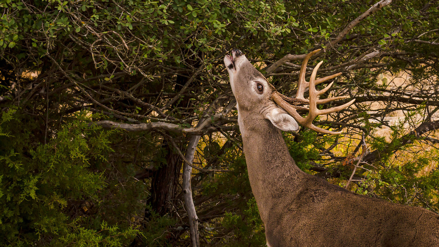 A large deer eating a tree meant to attract him