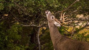A large deer eating a tree meant to attract him