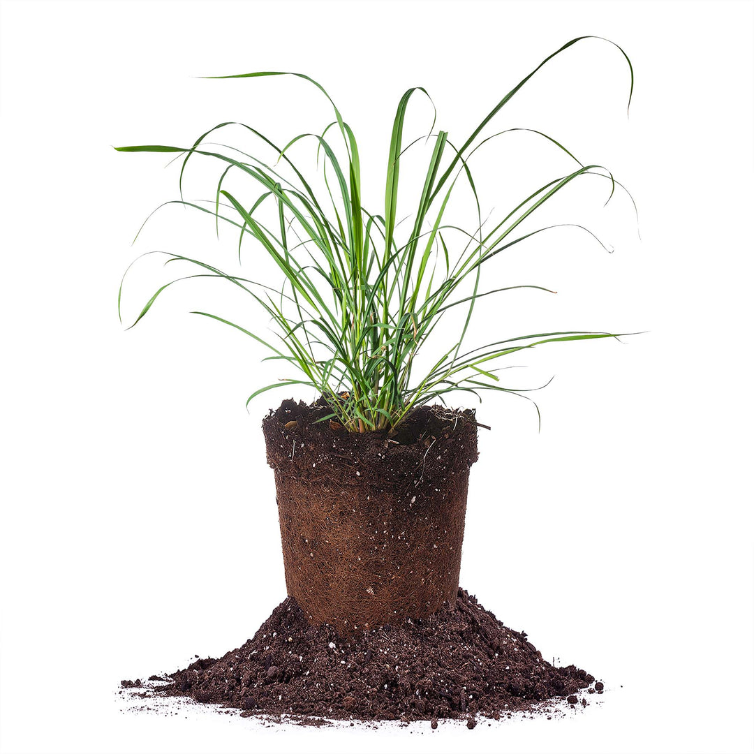 Buy Lemongrass Plants for Sale Online
