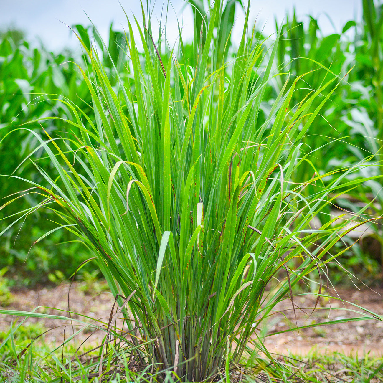 Buy Lemongrass Plants For Sale Online Perfect Plants buy-lemongrass-plants-for-sale-online-perfect-plants