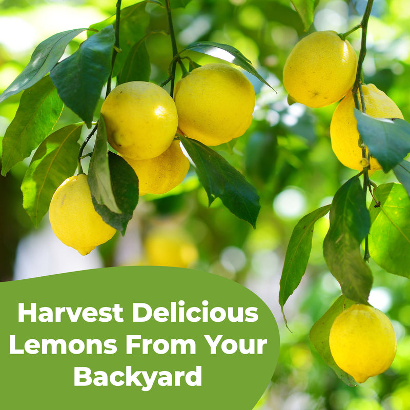 Liquid Lemon Tree Fertilizer