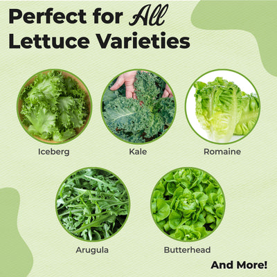 Lettuce Fertilizer