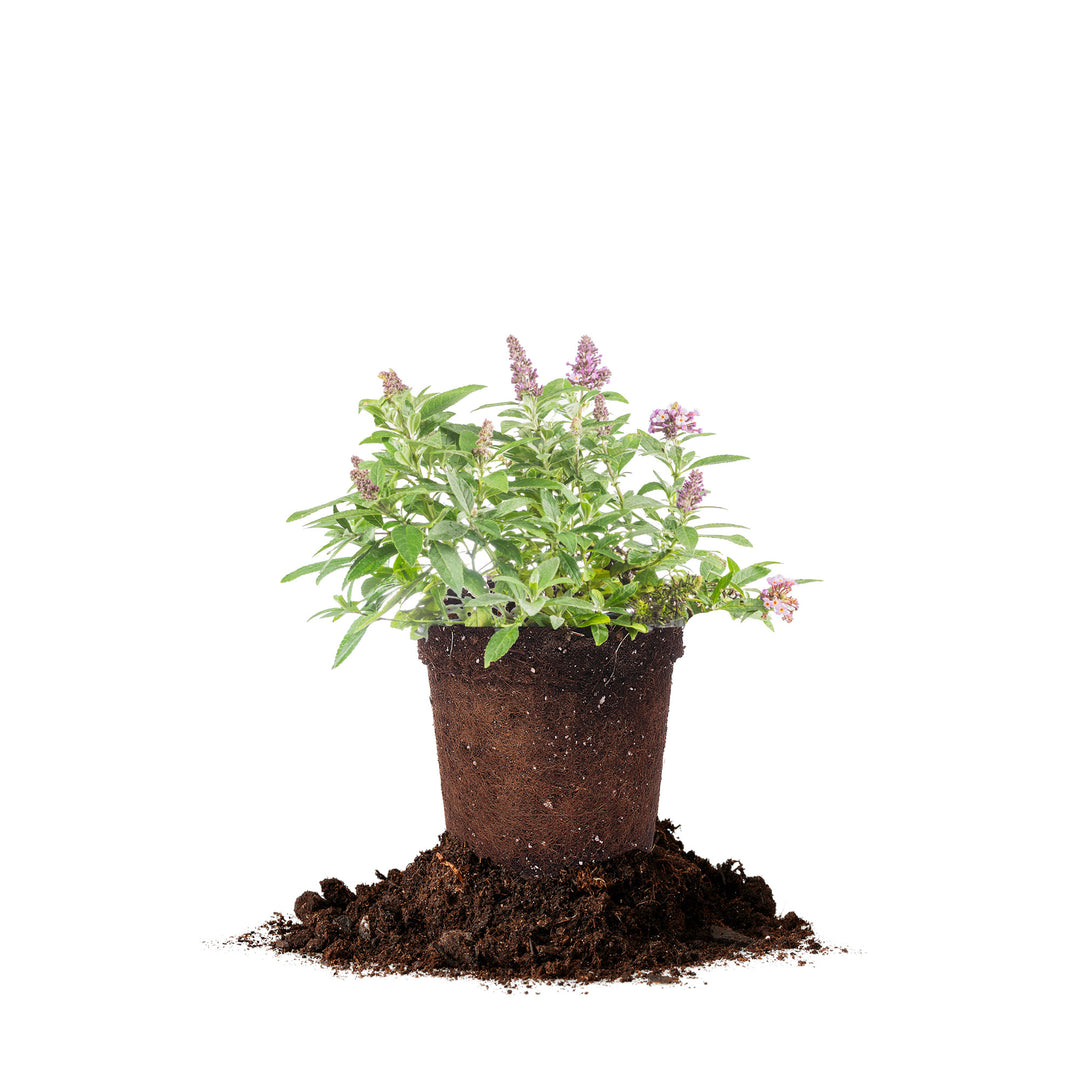 lavender plants bunnings Li'l Lavender™ Butterfly Bush for Sale