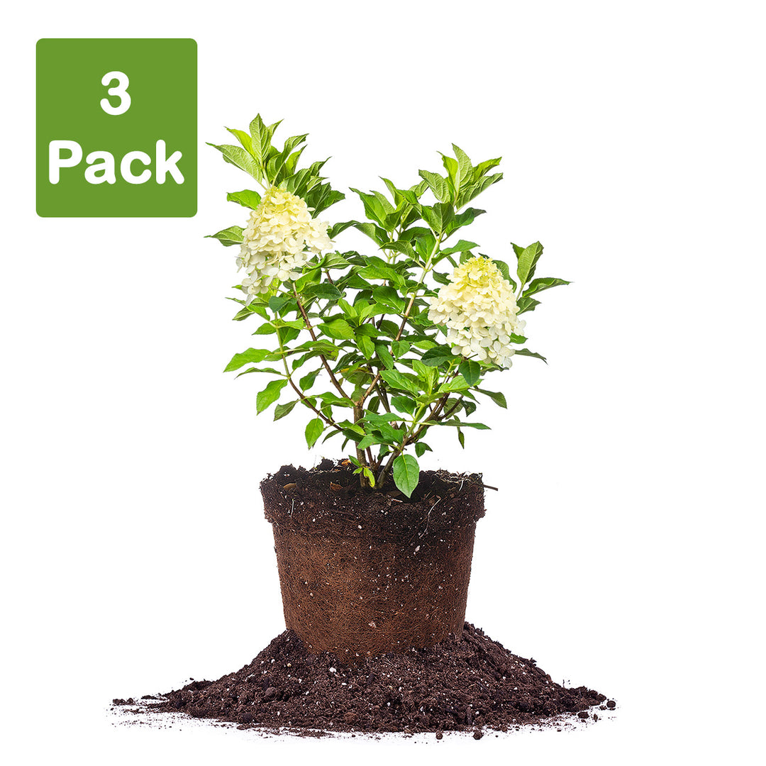 limelight succulent Limelight Hydrangea Bush - 3 Gallon / 3-Pack