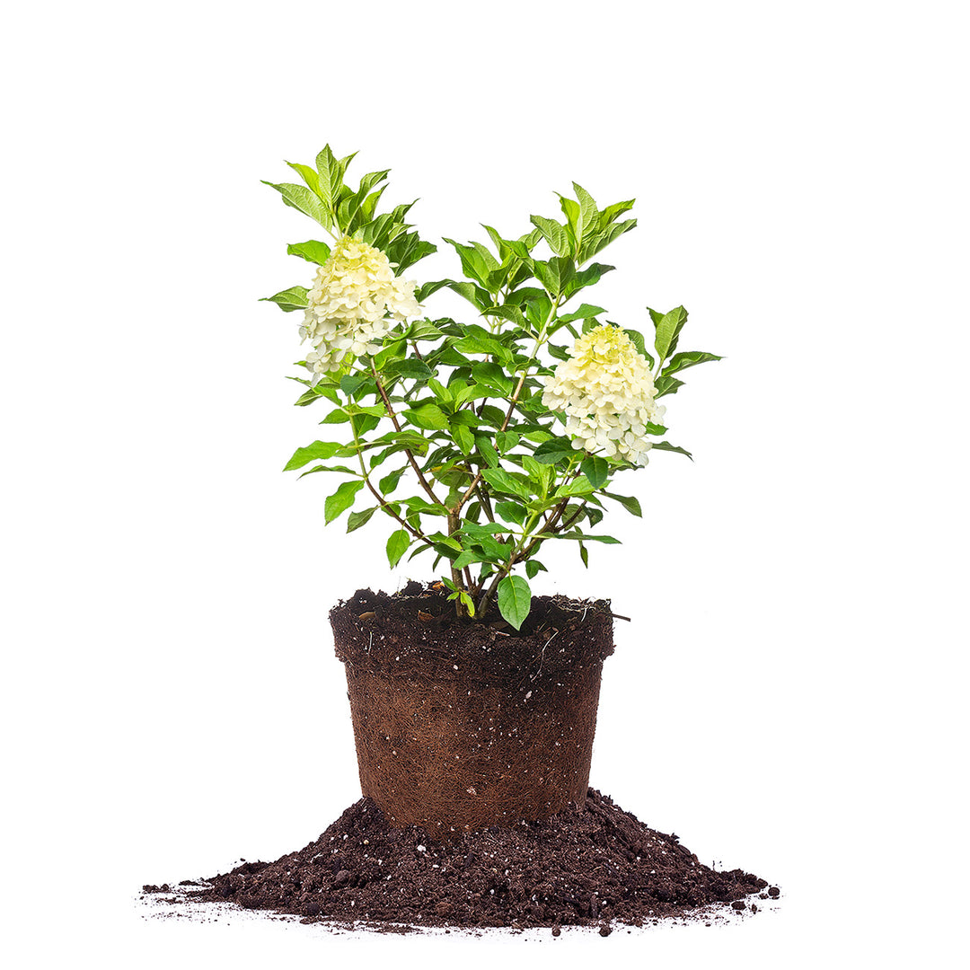 limelight pothos Limelight Hydrangea Bush - 3 Gallon / 3-Pack