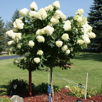 Large limelight hydrangea tree planted in a front yard landscape, covered in dozens of pale white mop head blooms