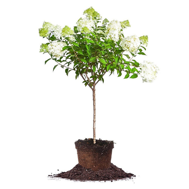 Limelight Hydrangea Tree: Spring 2024 Pre Order