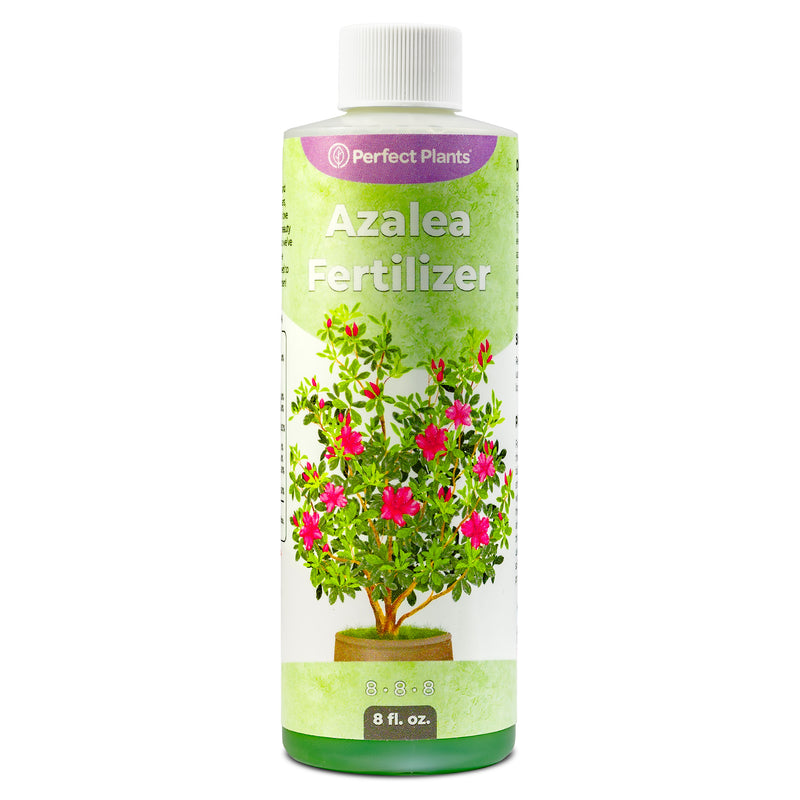 Bottle of azalea fertilizer by Perfect Plants on a white background