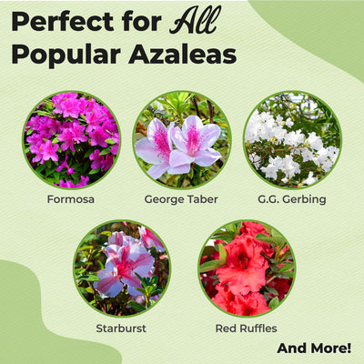 Promotional graphic for liquid azalea fertilizer with images of different azalea varieties on a green background.