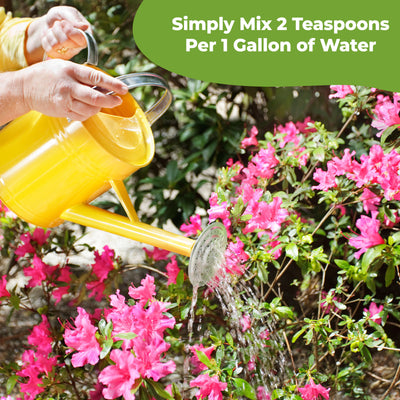 Person watering pink azaleas with a yellow watering can, with text about mixing two teaspoons of product per gallon of water.