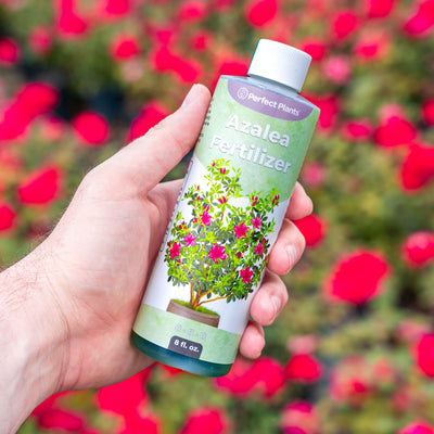Hand holding a bottle of Azalea Fertilizer with a blurred background of red flowers in a garden