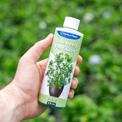 Hand holding an 8 ounce bottle of Liquid Blueberry Fertilizer by Perfect Plants