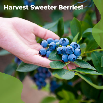 Hand holding blueberries with text 'Harvest Sweeter Berries!' against a green leafy background