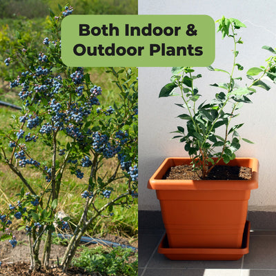 Split image showing an outdoor blueberry plant and a potted plant indoors with text 'Both Indoor & Outdoor Plants'.