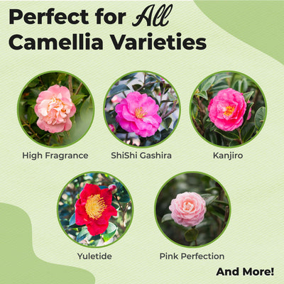Liquid Camellia Fertilizer