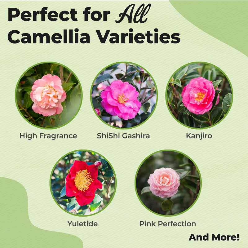 Liquid Camellia Fertilizer